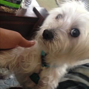 Meet your Posher, Chris